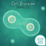 Cell Division